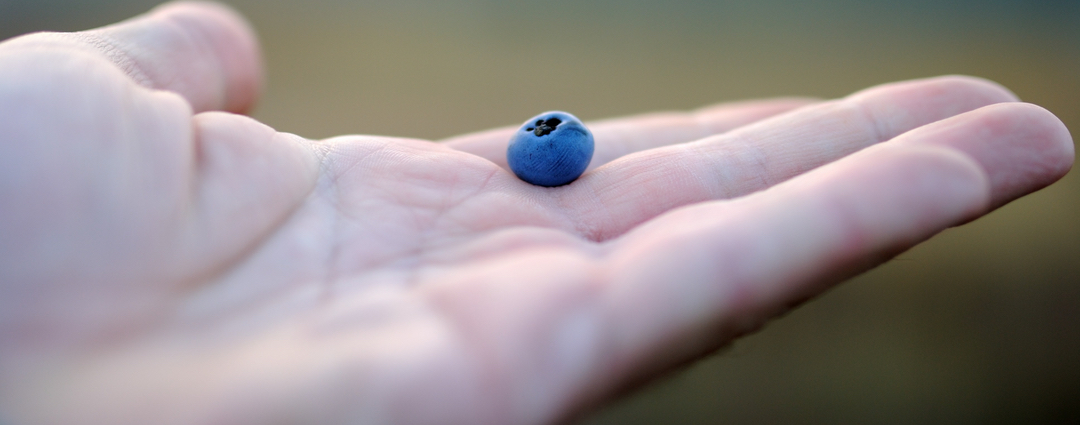 Sublimity Blueberries, About
