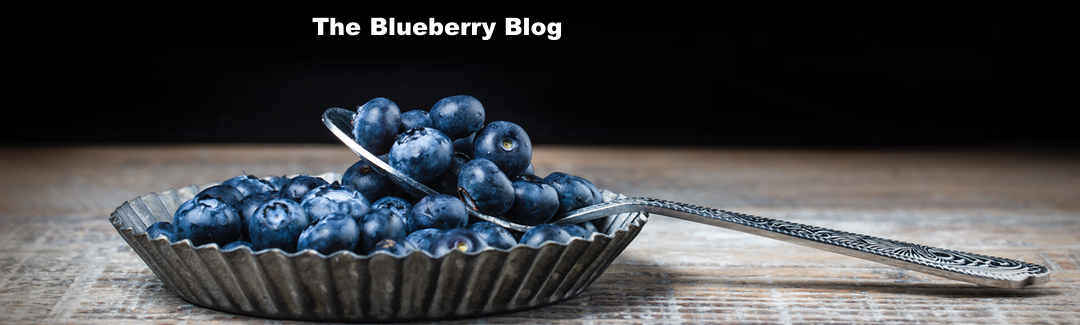 Blog, Sublimity Blueberries