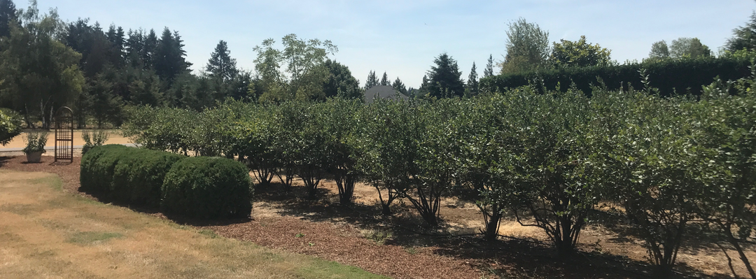 Find Blueberry Farm, pick your own blueberries