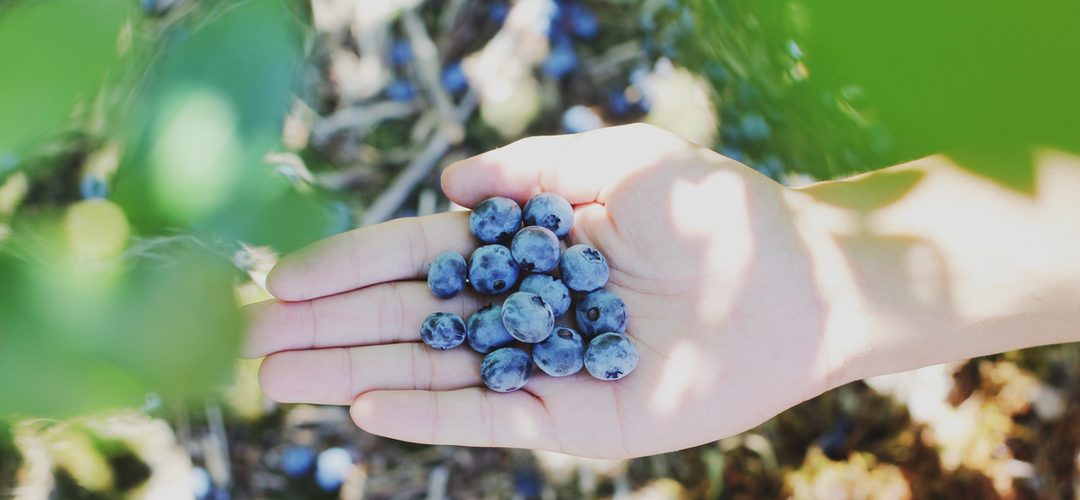 Sublimity Blueberries-U-Pick Blueberry Farm